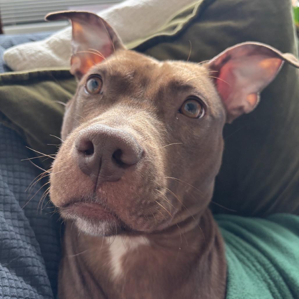 Enlarge Babu, a Adoptable Mixed Breed in Westhampton, NY image 5/6