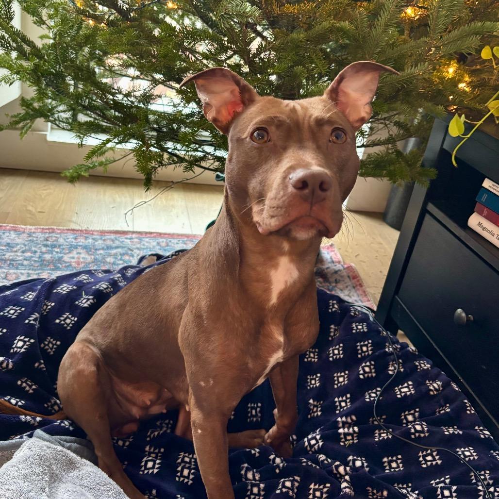 Enlarge Babu, a Adoptable Mixed Breed in Westhampton, NY image 6/6