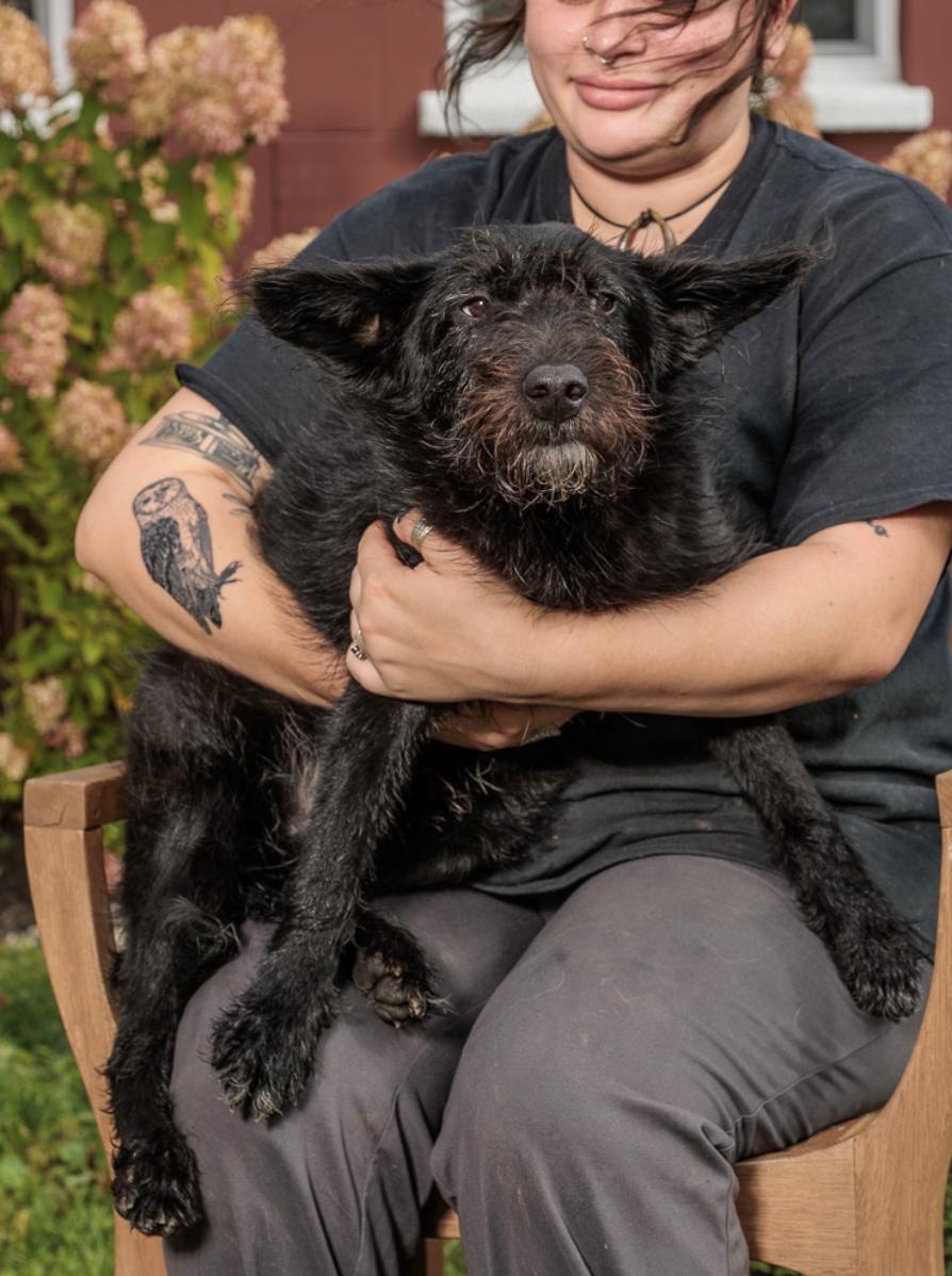 Enlarge Zachary, a Adoptable mixed breed in Chester Springs, PA image 2/2