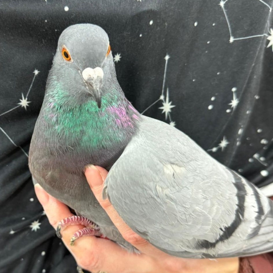 Ricky & Marseilles (married couple), Adoptable, Adult Unknown Pigeon.