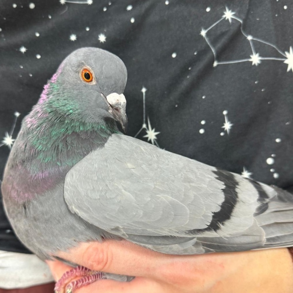 Ricky & Marseilles (married couple), a Adoptable Pigeon in Chicago, IL image 2/5