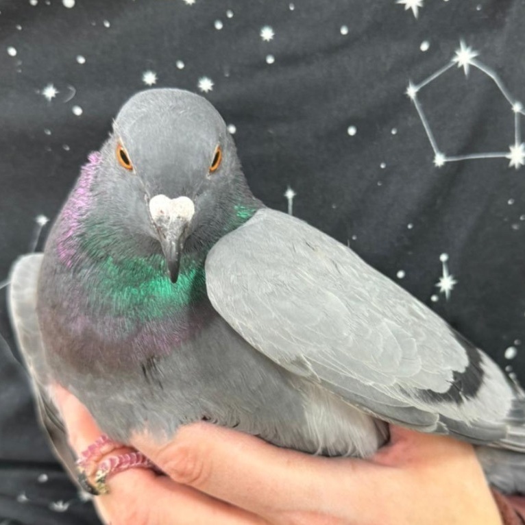 Ricky & Marseilles (married couple), a Adoptable Pigeon in Chicago, IL image 3/5