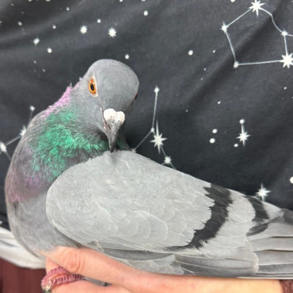 Ricky & Marseilles (married couple), a Adoptable Pigeon in Chicago, IL image 4/5