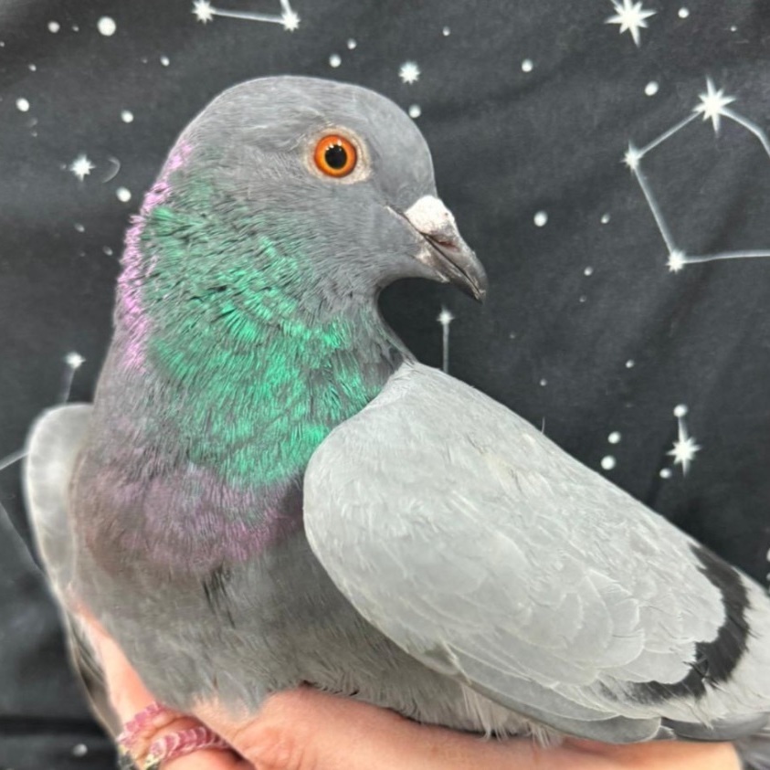 Ricky & Marseilles (married couple), a Adoptable Pigeon in Chicago, IL image 5/5