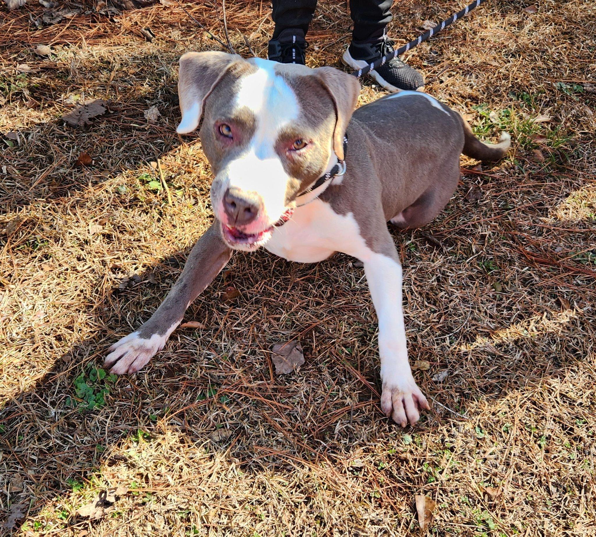 Enlarge Angus, a Adopted mixed breed in Sylacauga, AL image 1/4