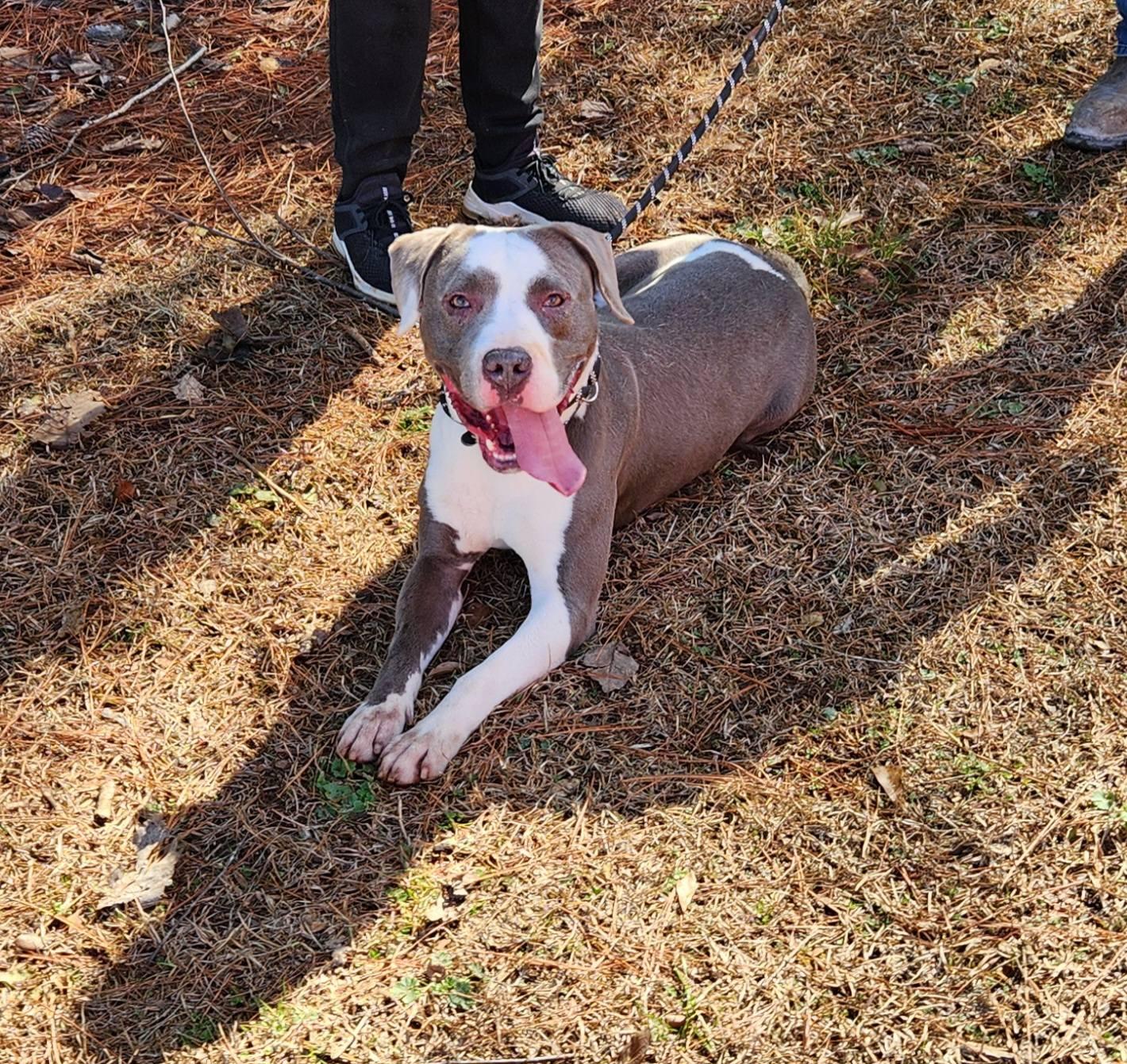 Enlarge Angus, a Adopted mixed breed in Sylacauga, AL image 2/4
