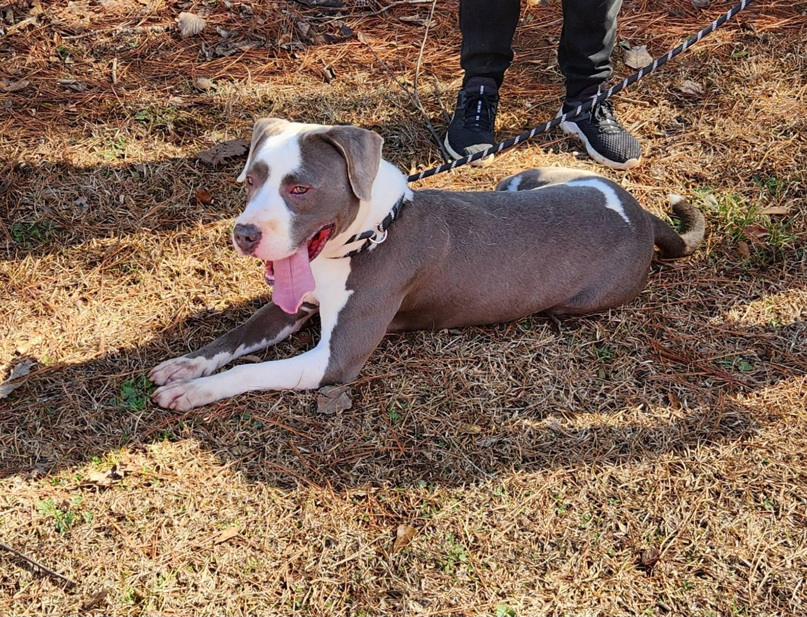 Enlarge Angus, a Adopted mixed breed in Sylacauga, AL image 3/4