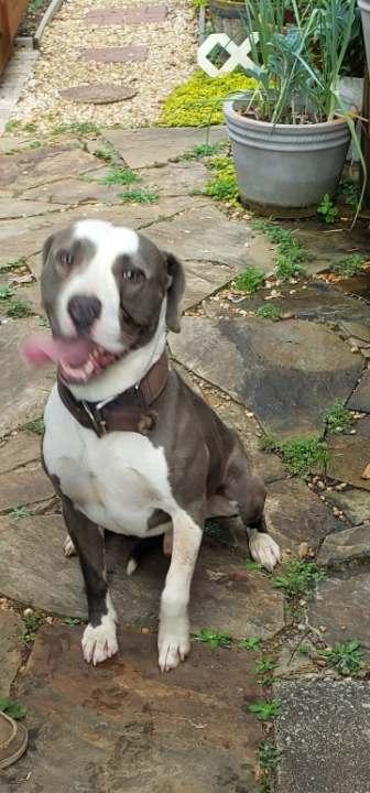 Enlarge Angus, a Adopted mixed breed in Sylacauga, AL image 4/4