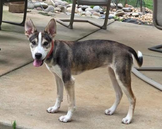 Loba, Adoptable, Young Female Husky & Pit Bull Terrier.