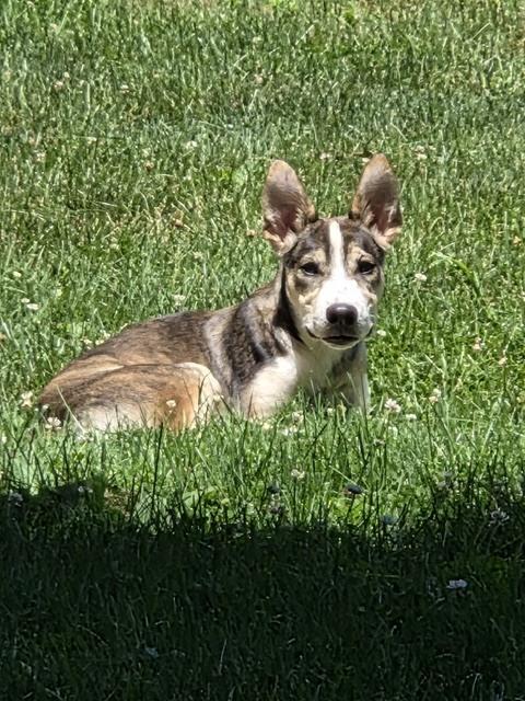 Loba, a Adoptable mixed breed in Mocksville, NC image 2/5