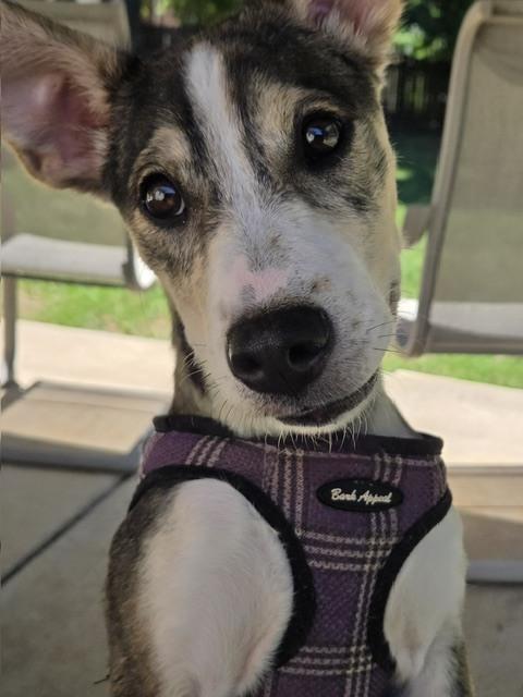 Loba, a Adoptable mixed breed in Mocksville, NC image 3/5