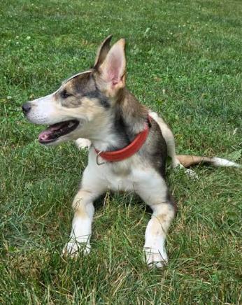 Loba, a Adoptable mixed breed in Mocksville, NC image 4/5