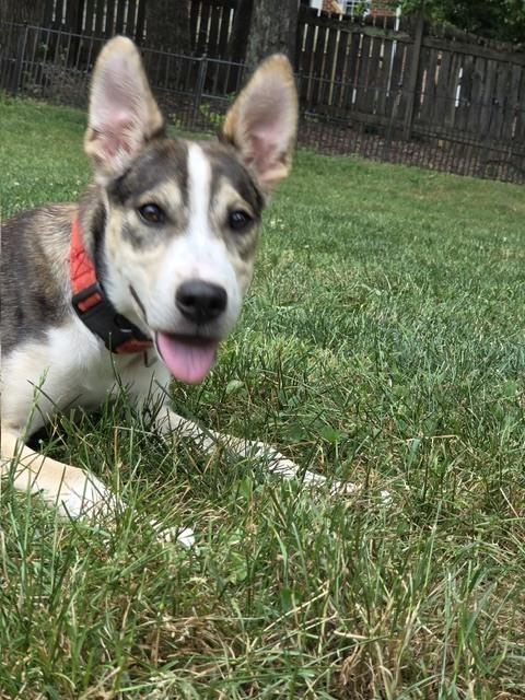 Loba, a Adoptable mixed breed in Mocksville, NC image 5/5