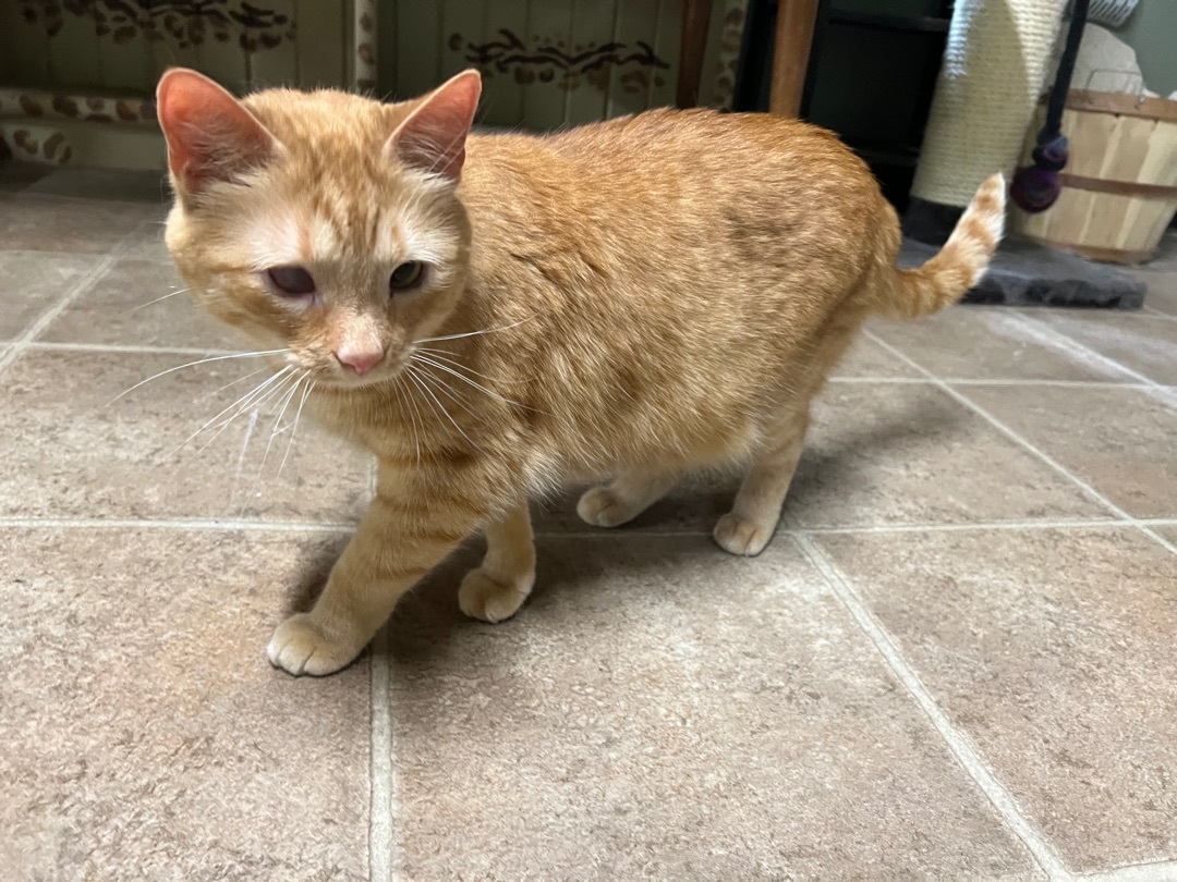 Reba -special needs, Adoptable, Young Female American Shorthair.