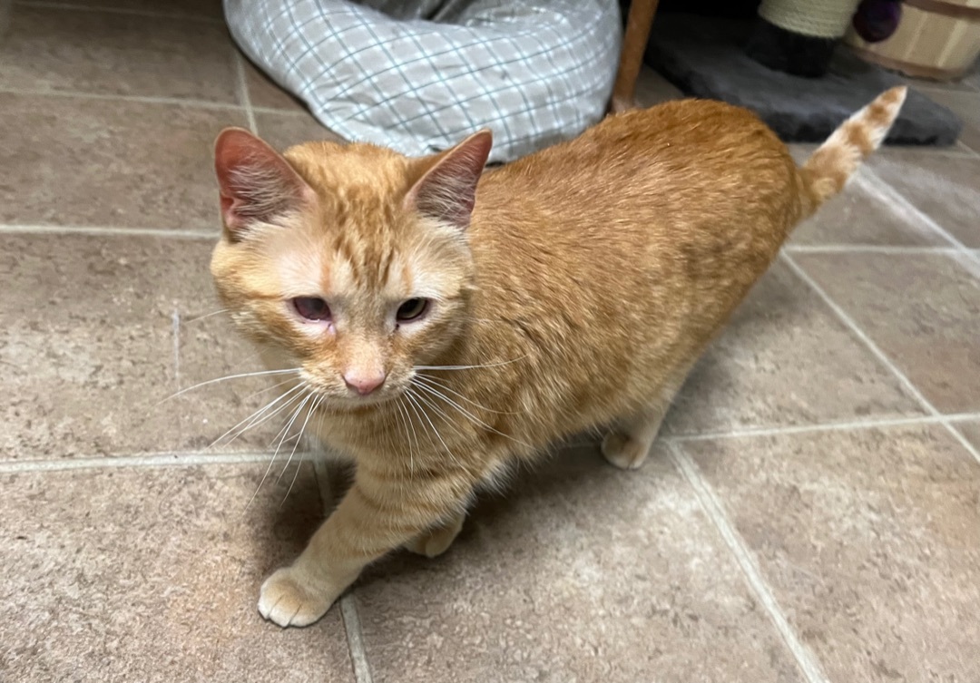 Enlarge Reba -special needs, a Adoptable American Shorthair in Yellville, AR image 2/3