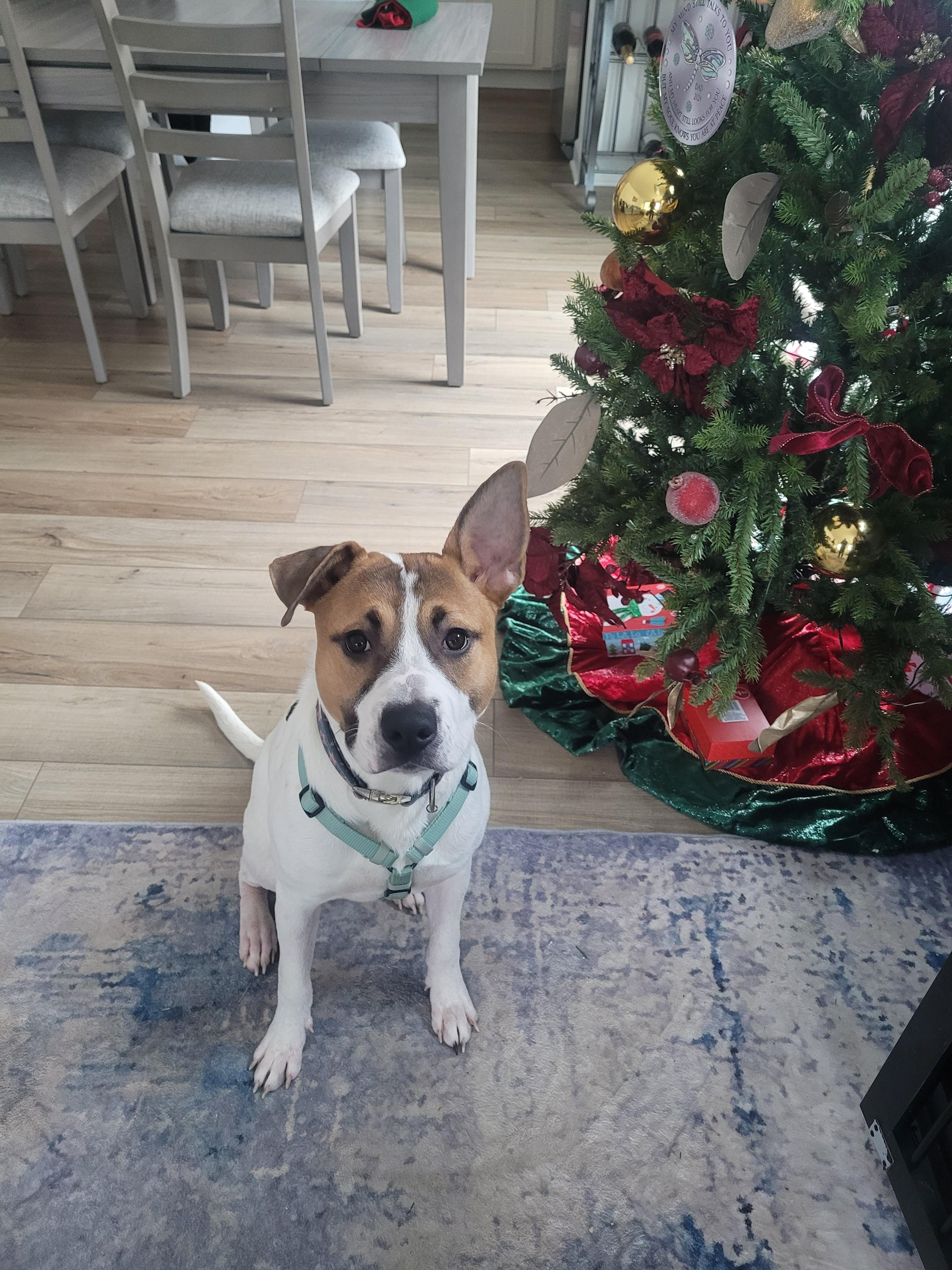 Niko, a ADOPTABLE mixed breed in Lakeville, MN image 4/4