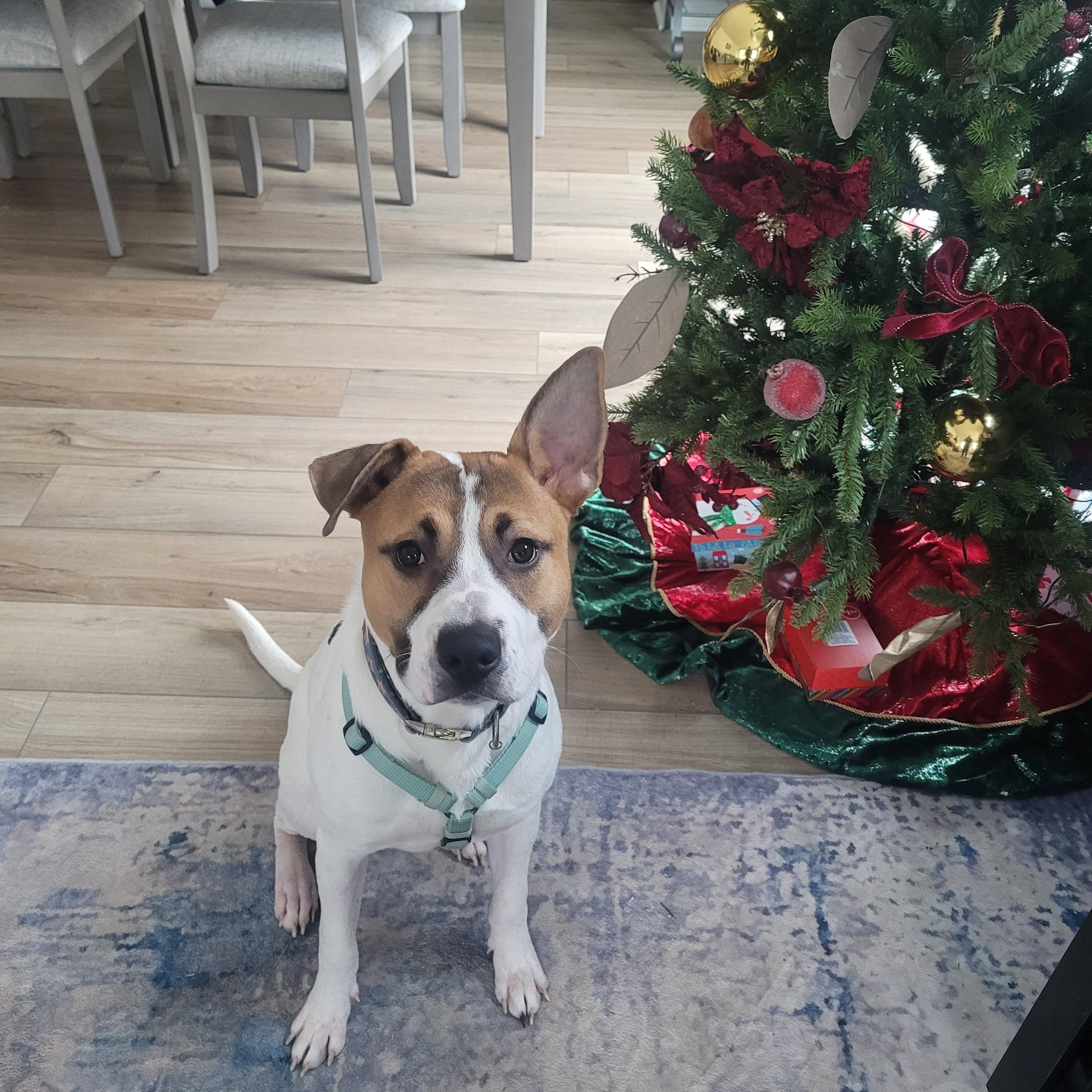 Enlarge Niko, a ADOPTABLE mixed breed in Lakeville, MN image 6/6