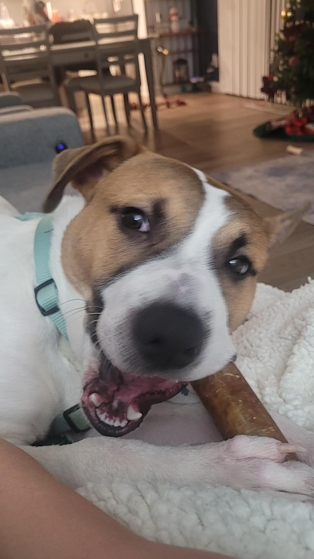 Niko, ADOPTABLE, Young Male Cattle Dog.