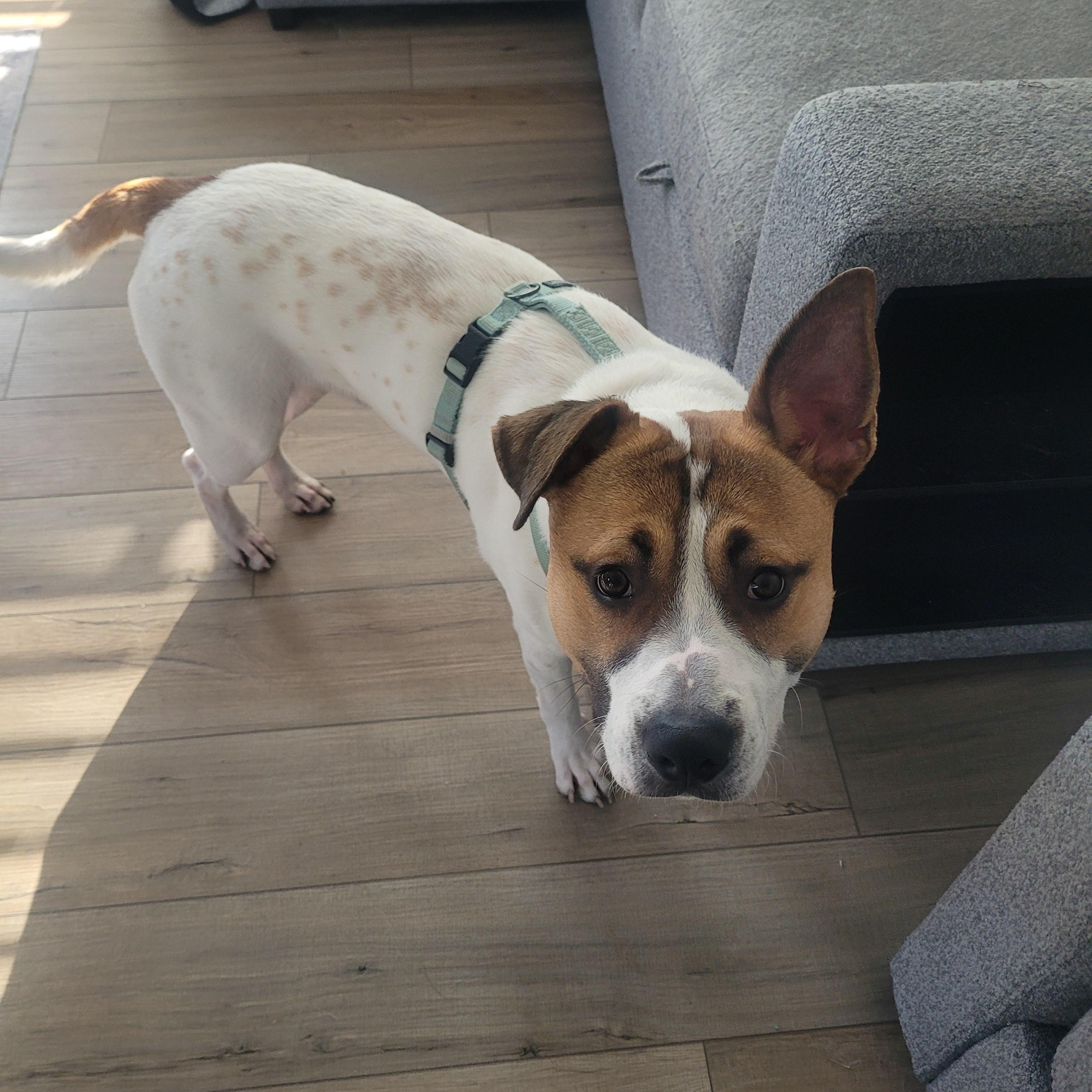 Niko, ADOPTABLE, Young Male Cattle Dog.