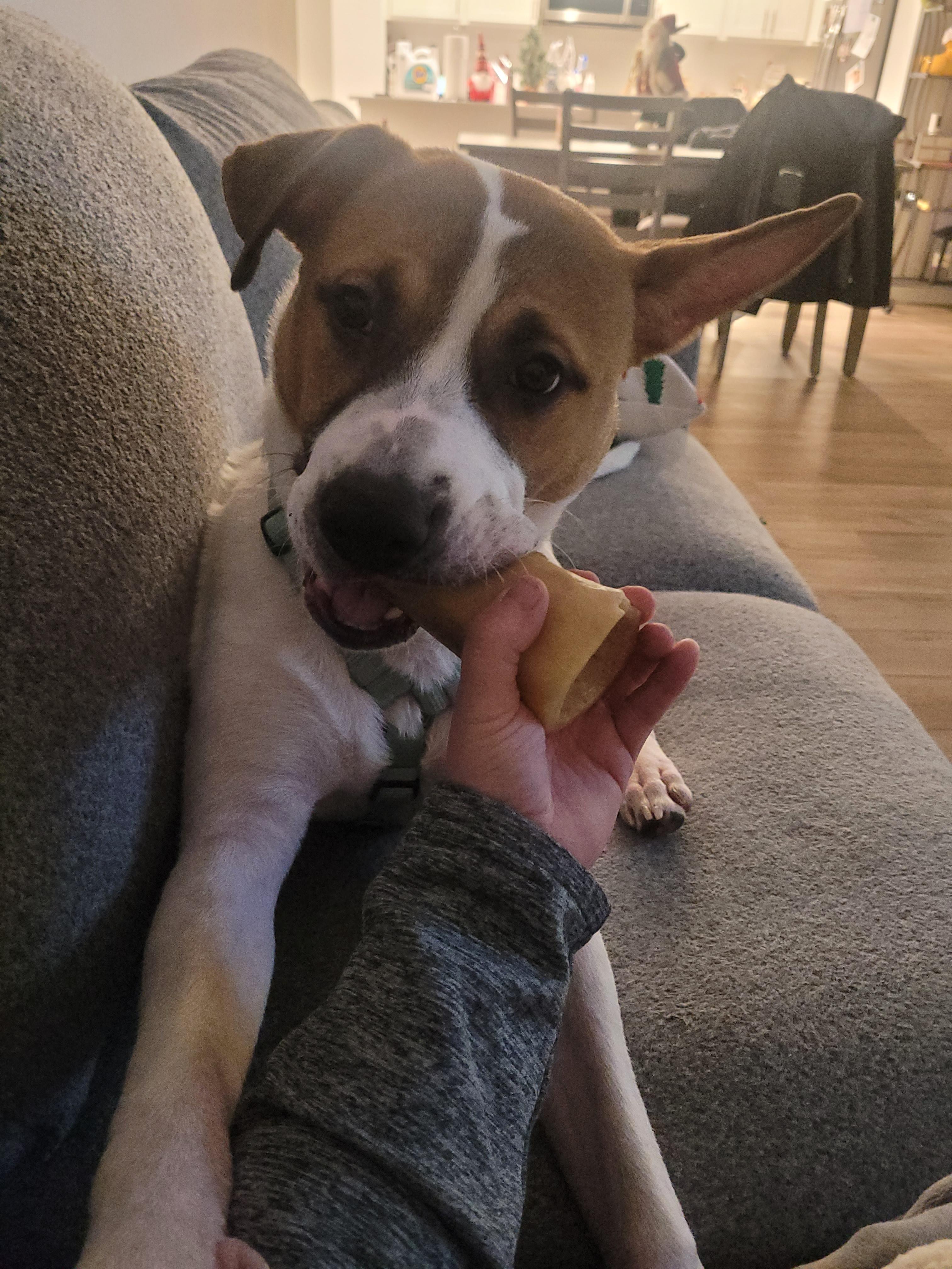 Niko, a ADOPTABLE mixed breed in Lakeville, MN image 2/4