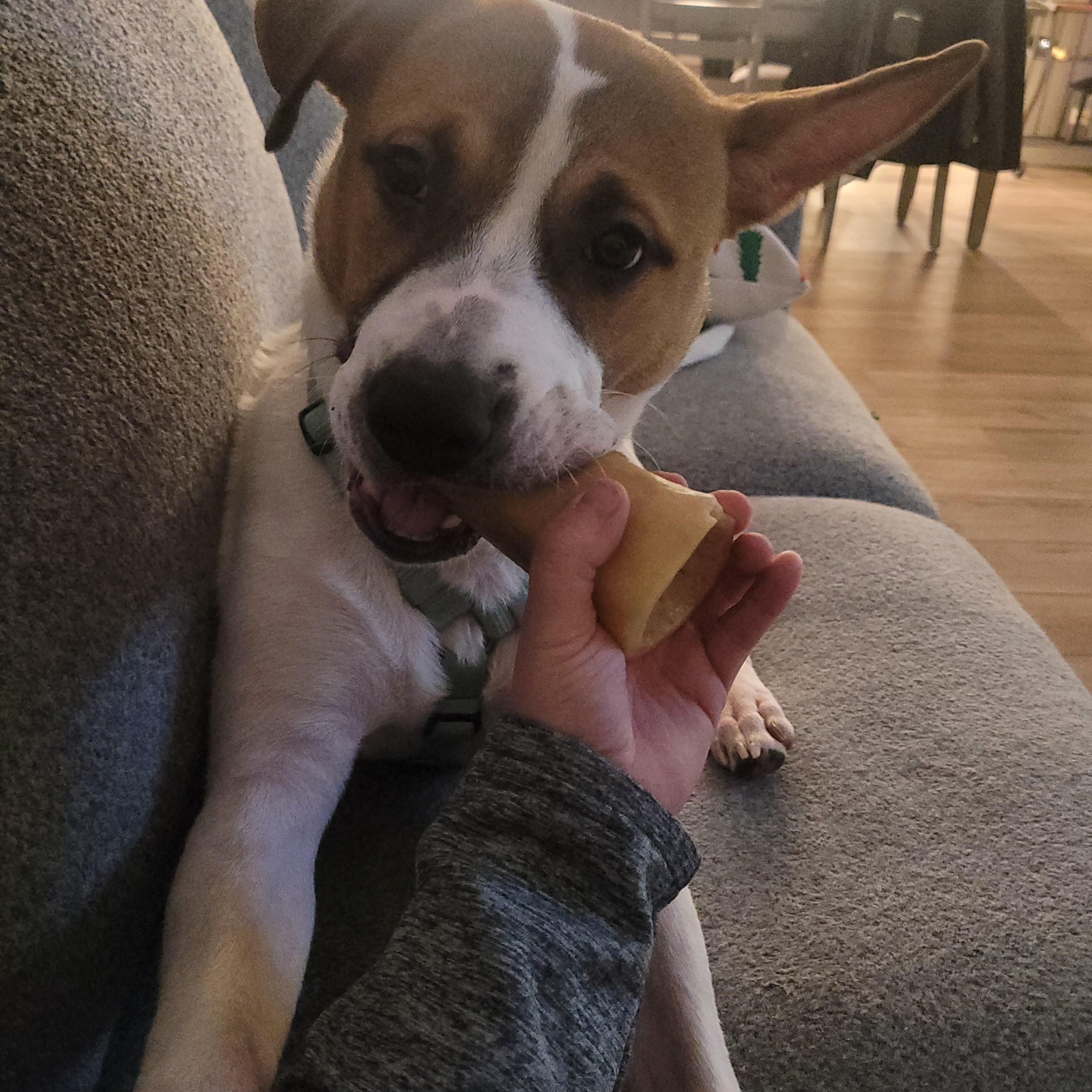 Enlarge Niko, a ADOPTABLE mixed breed in Lakeville, MN image 4/6