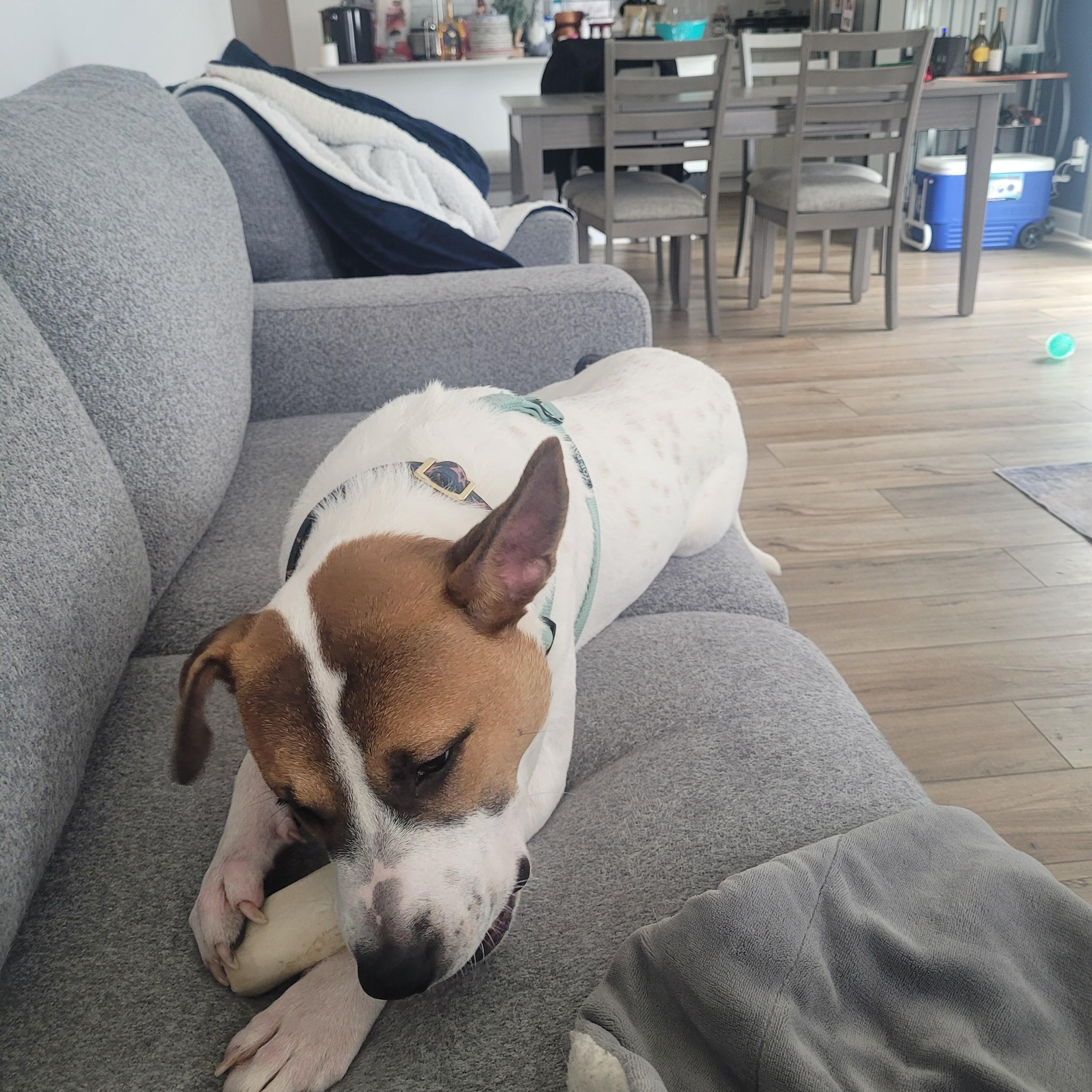 Enlarge Niko, a ADOPTABLE mixed breed in Lakeville, MN image 5/6