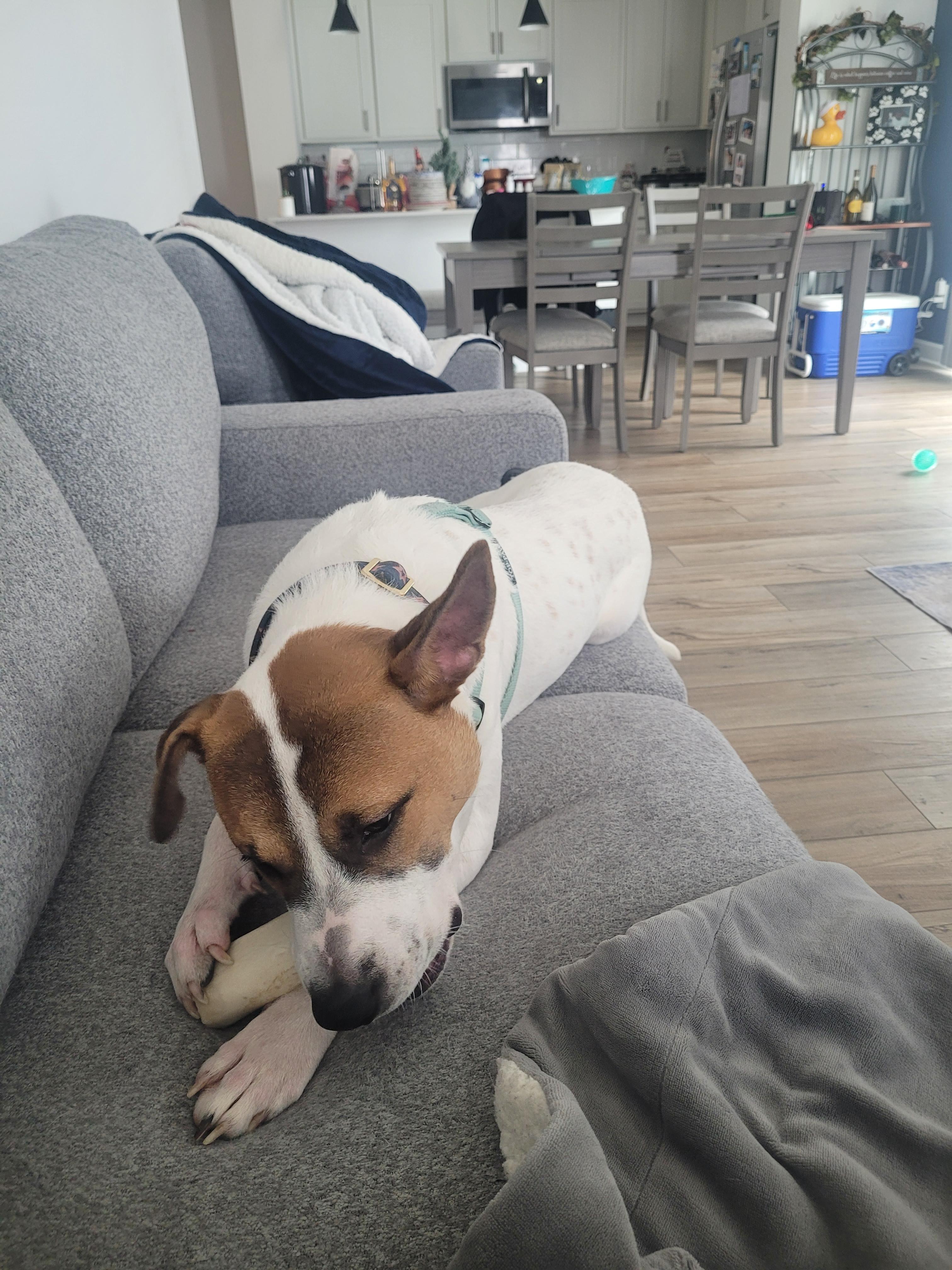 Niko, a ADOPTABLE mixed breed in Lakeville, MN image 3/4