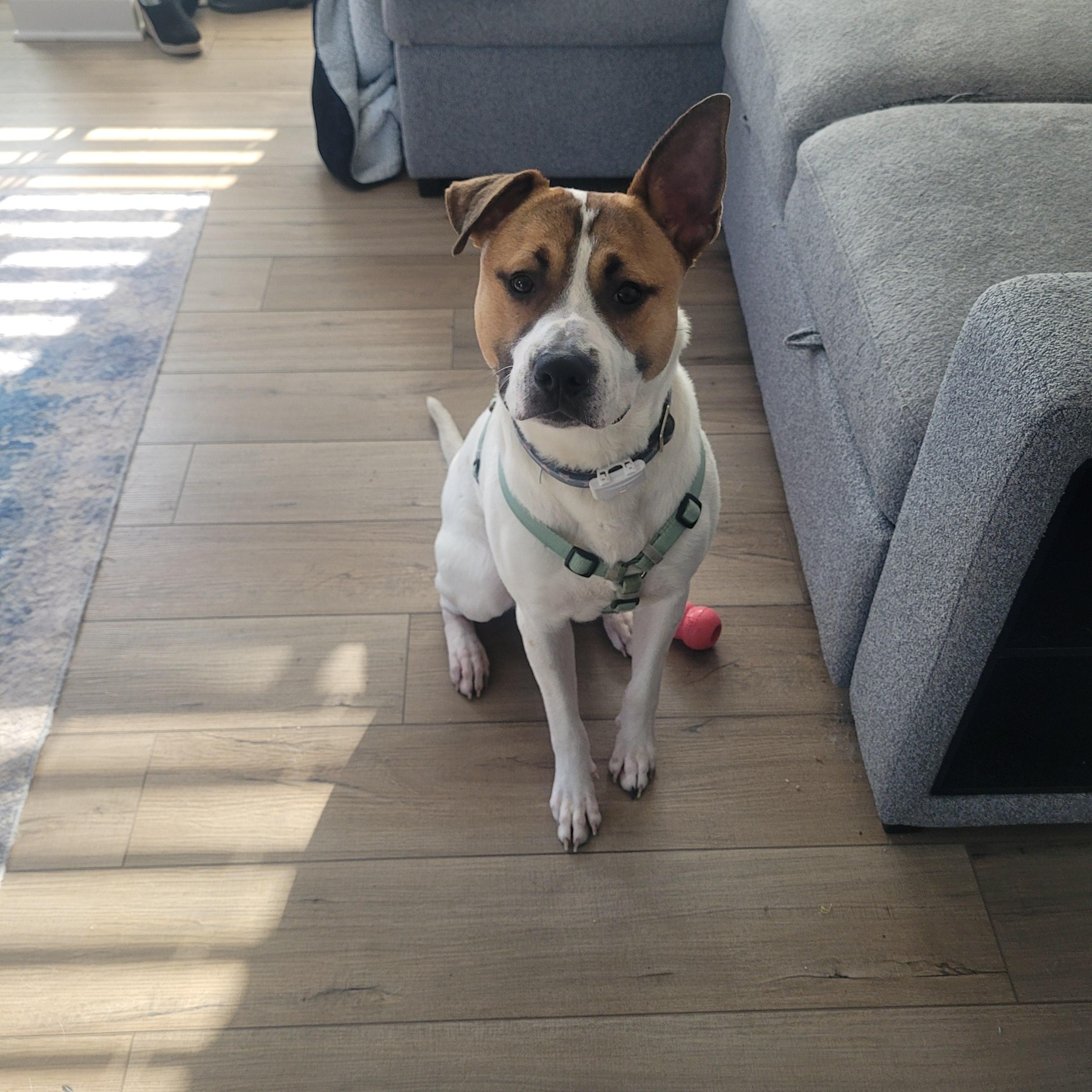 Enlarge Niko, a ADOPTABLE mixed breed in Lakeville, MN image 2/6