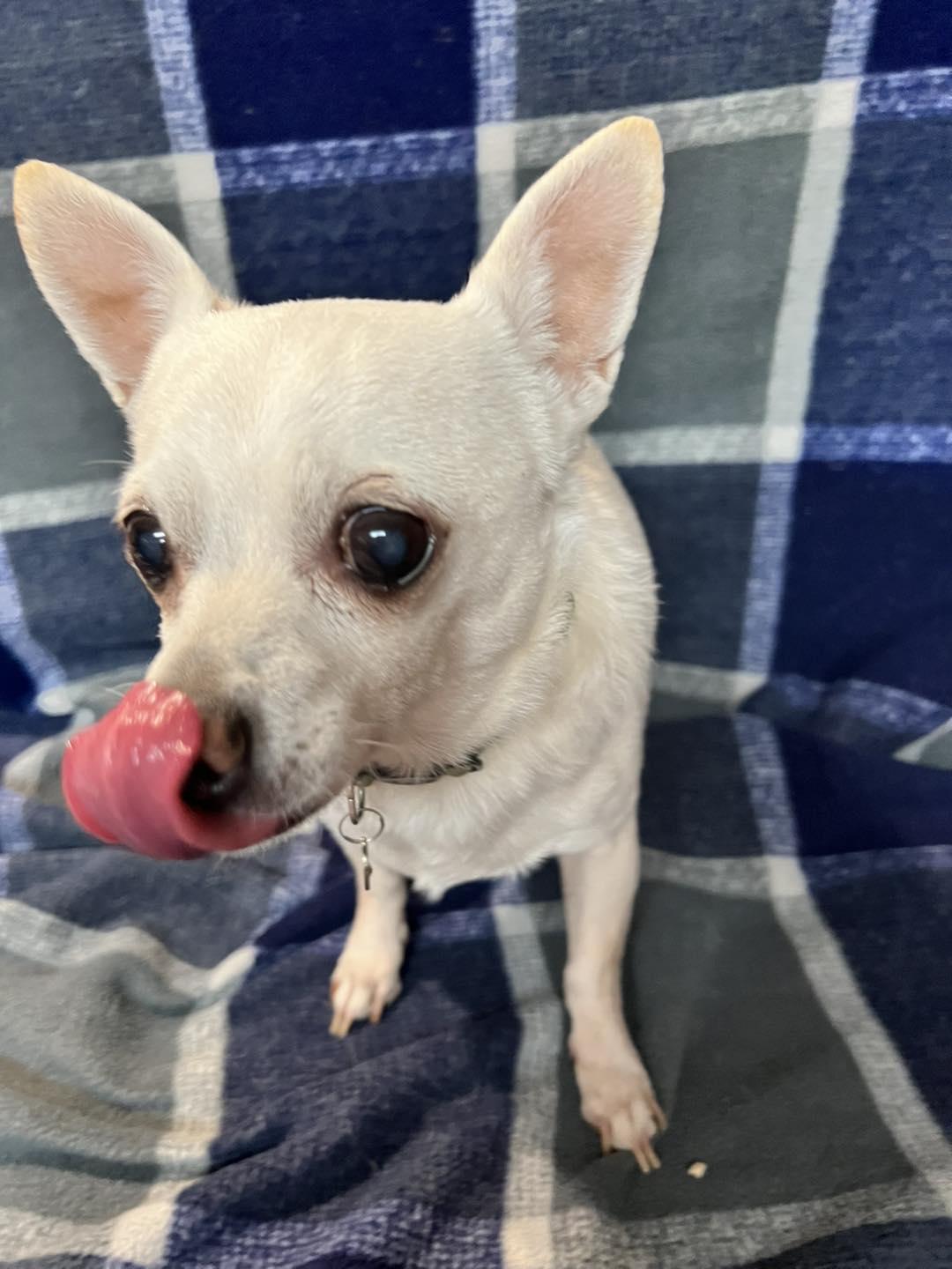 Paw Paw, ADOPTABLE, Adult Male Chihuahua.