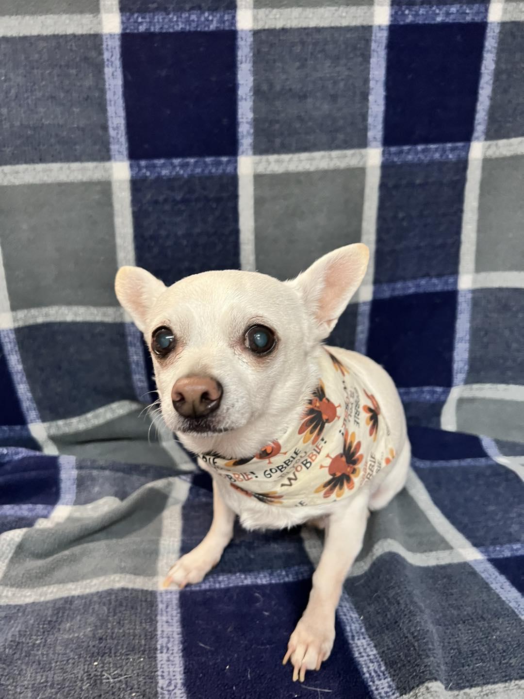 Enlarge Paw Paw, a ADOPTABLE Chihuahua in Oklahoma City, OK image 2/6