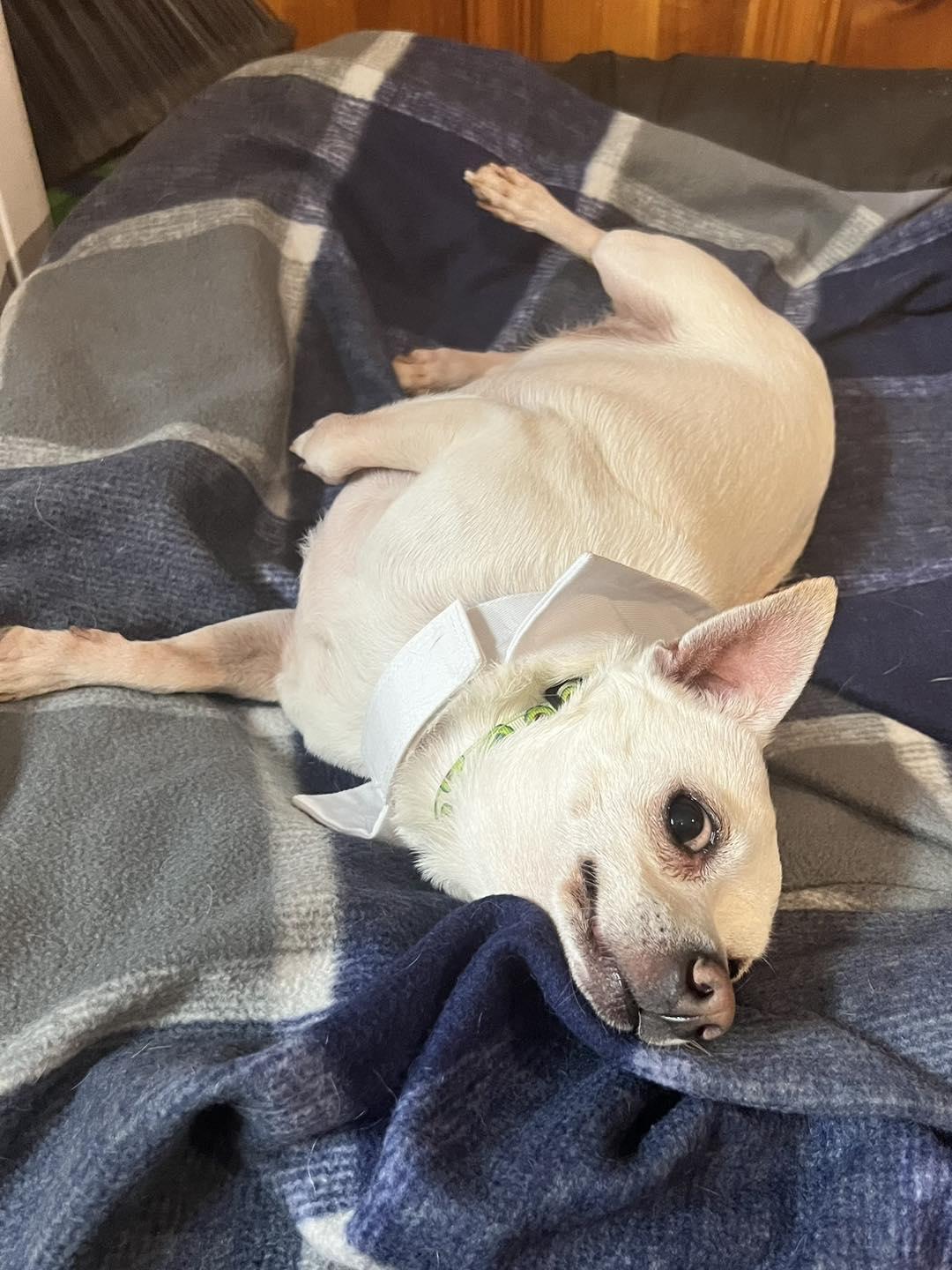 Enlarge Paw Paw, a ADOPTABLE Chihuahua in Oklahoma City, OK image 3/6