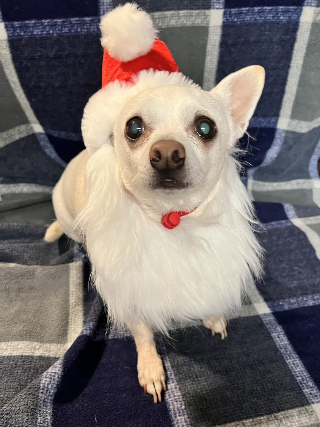 Enlarge Paw Paw, a ADOPTABLE Chihuahua in Oklahoma City, OK image 4/6