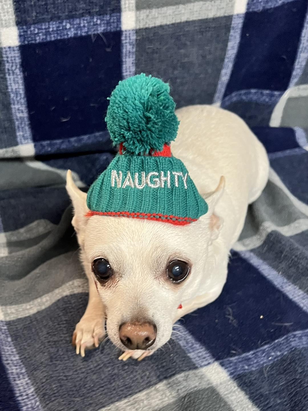 Enlarge Paw Paw, a ADOPTABLE Chihuahua in Oklahoma City, OK image 5/6