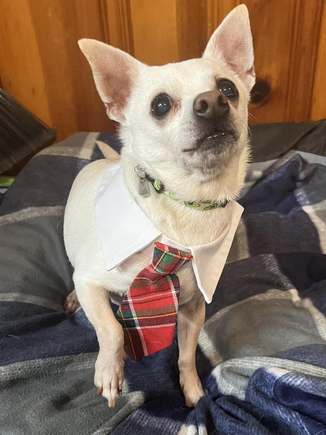 Enlarge Paw Paw, a ADOPTABLE Chihuahua in Oklahoma City, OK image 6/6