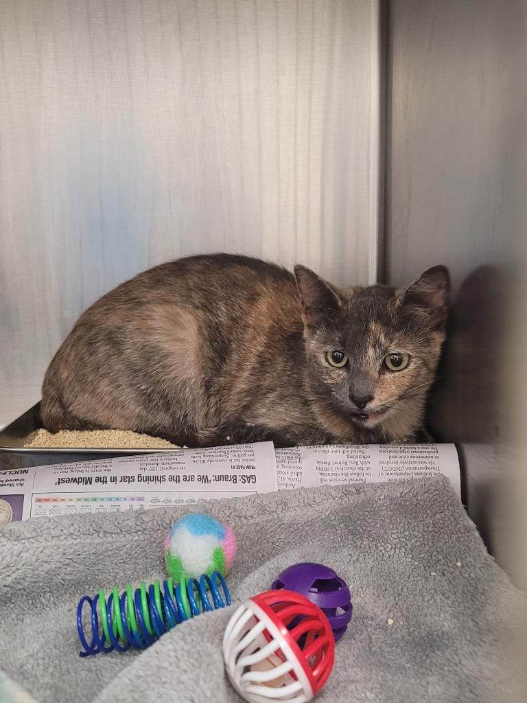 Nala, Adoptable, Young Female Domestic Short Hair.