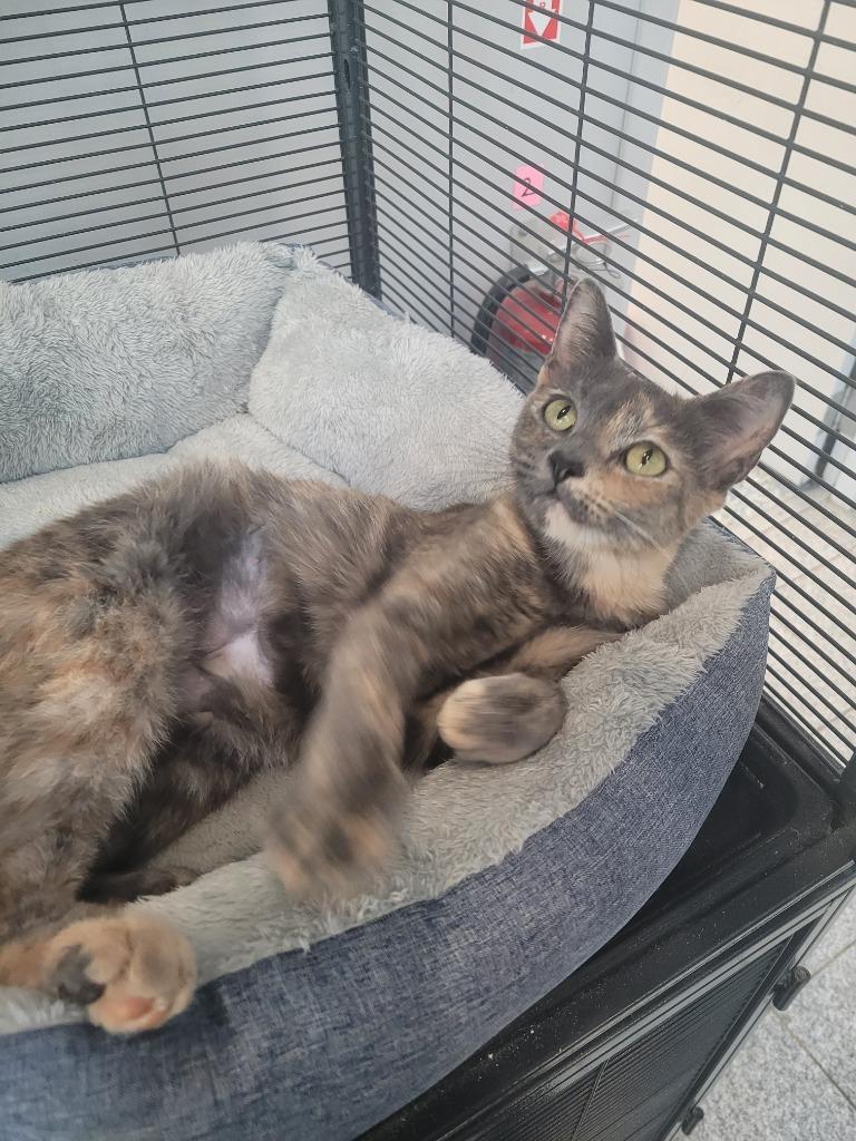 Enlarge Nala, a Adoptable mixed breed in Angola, IN image 2/6