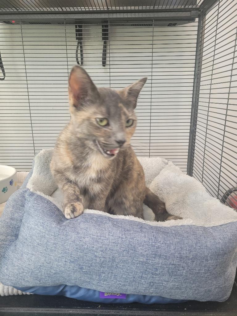 Enlarge Nala, a Adoptable mixed breed in Angola, IN image 3/6