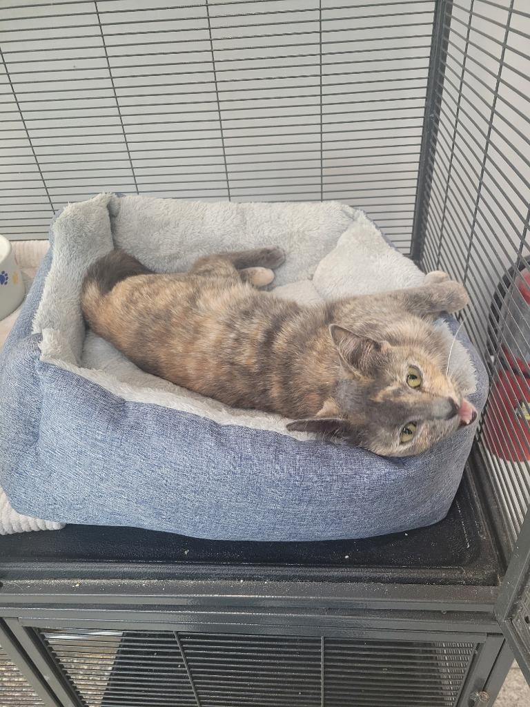 Enlarge Nala, a Adoptable mixed breed in Angola, IN image 6/6