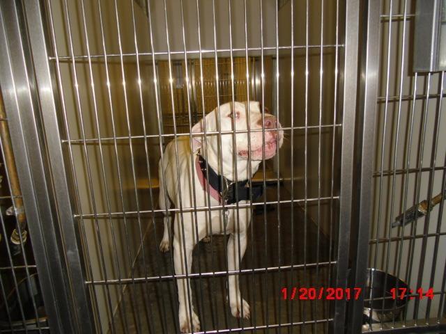 2017-01-066, Adopted, Senior Female Pit Bull Terrier.