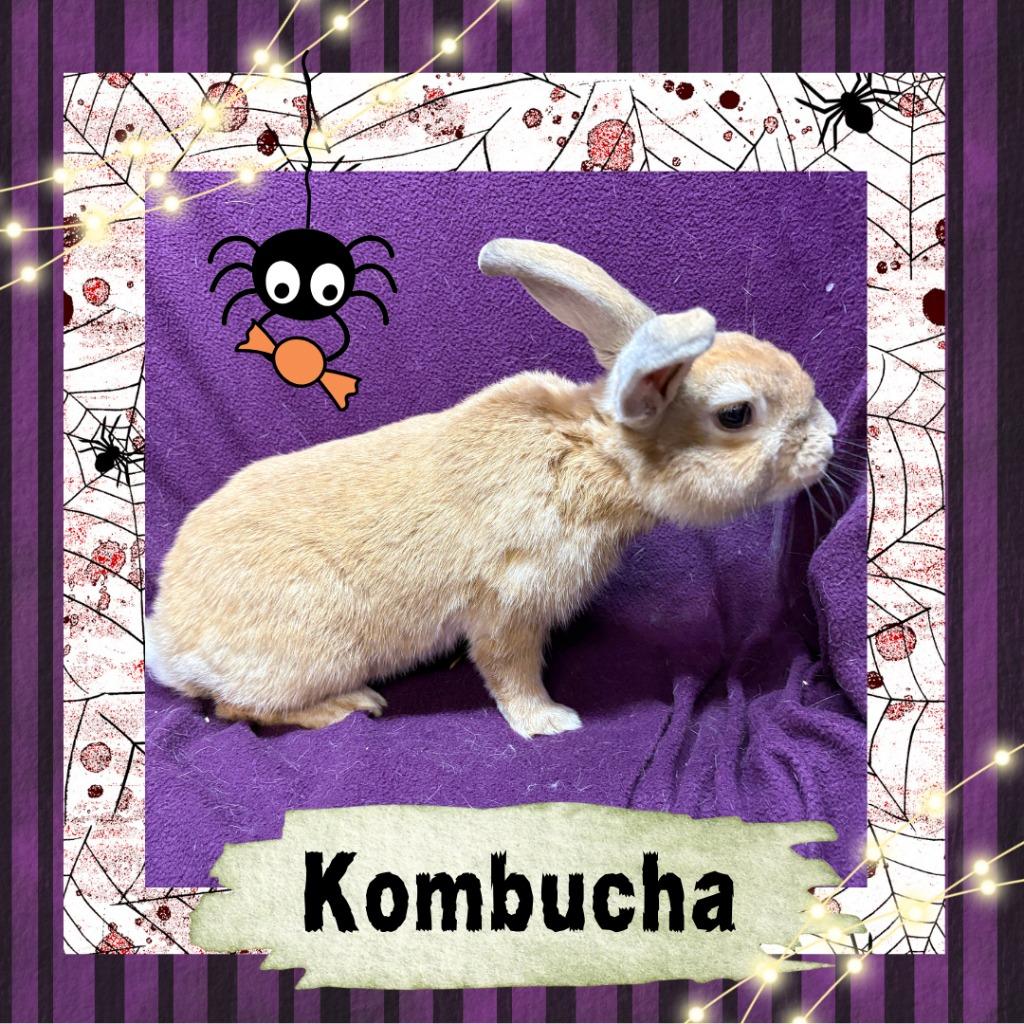 Enlarge Kombucha, a Adoptable Bunny Rabbit in Elizabethtown, KY image 1/6