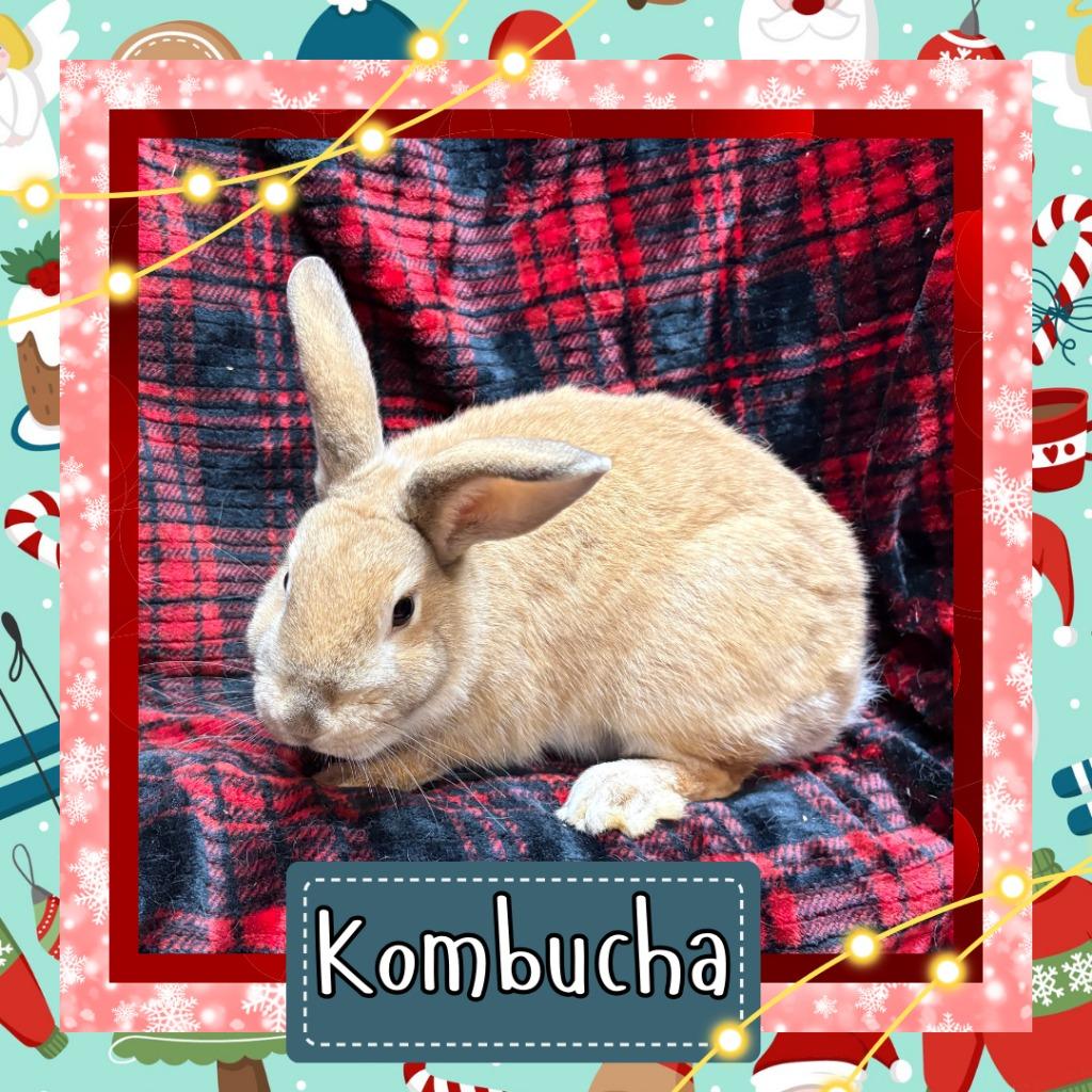 Enlarge Kombucha, a Adoptable Bunny Rabbit in Elizabethtown, KY image 2/6