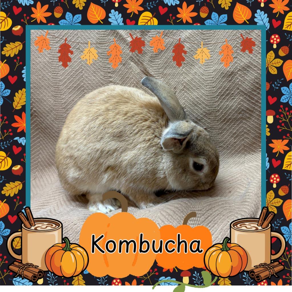 Enlarge Kombucha, a Adoptable Bunny Rabbit in Elizabethtown, KY image 3/6