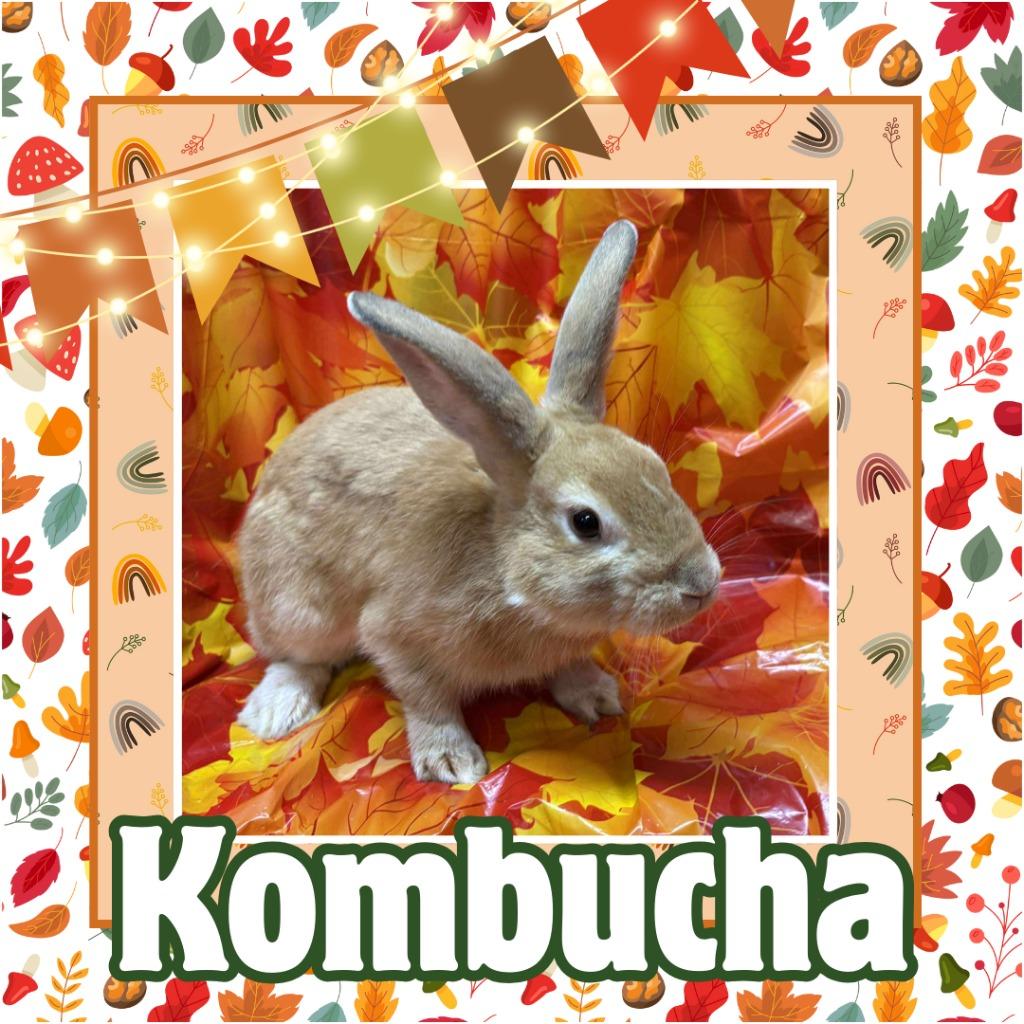 Enlarge Kombucha, a Adoptable Bunny Rabbit in Elizabethtown, KY image 4/6