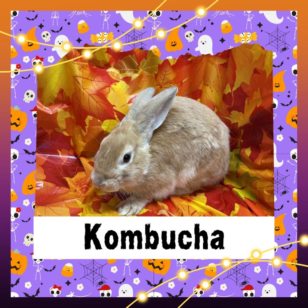 Enlarge Kombucha, a Adoptable Bunny Rabbit in Elizabethtown, KY image 5/6