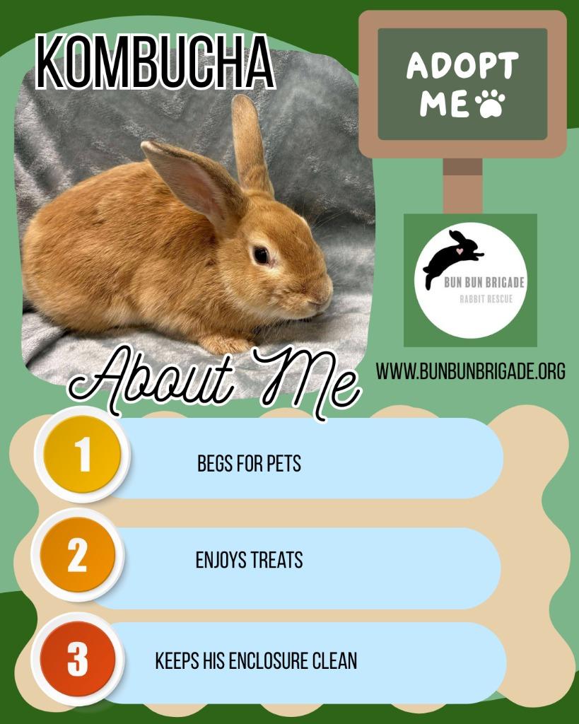 Enlarge Kombucha, a Adoptable Bunny Rabbit in Elizabethtown, KY image 6/6