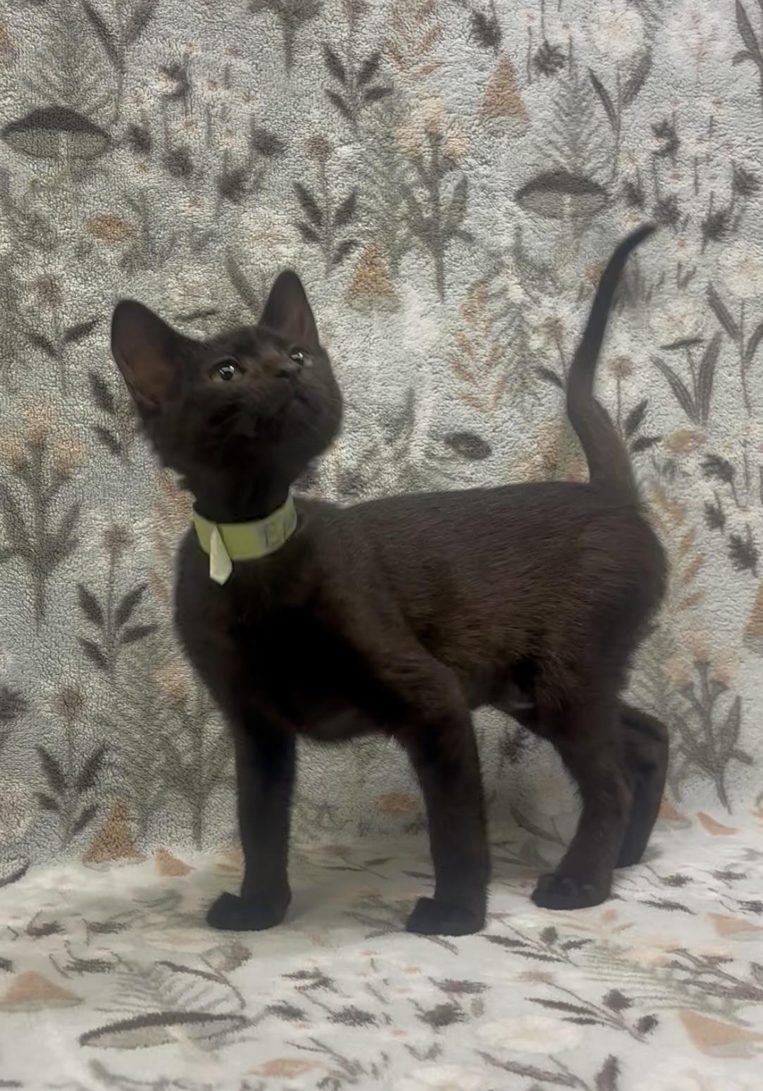 Black Widow, Adopted, Young Female Domestic Short Hair.