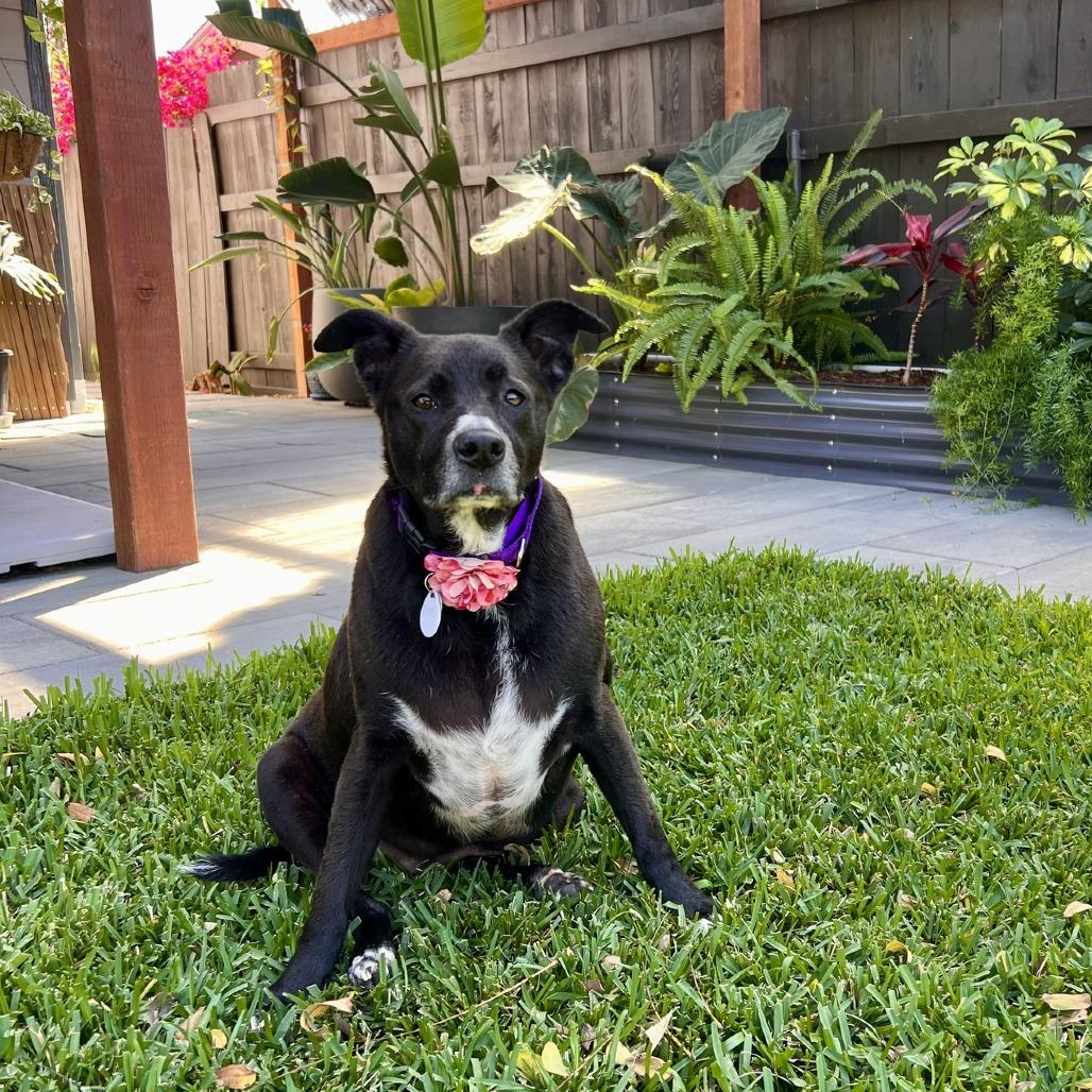 Martini, Adoptable, Senior Female Black Labrador Retriever.
