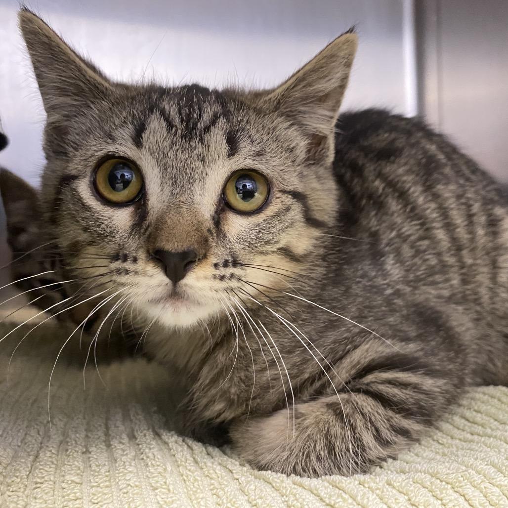 Margo -Purple collar, Adoptable, Kitten Female Domestic Short Hair.