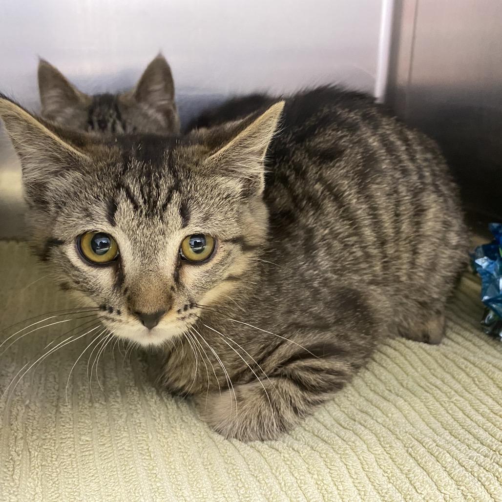 Enlarge Margo -Purple collar, a Adoptable Domestic Short Hair in Independence, KS image 2/2