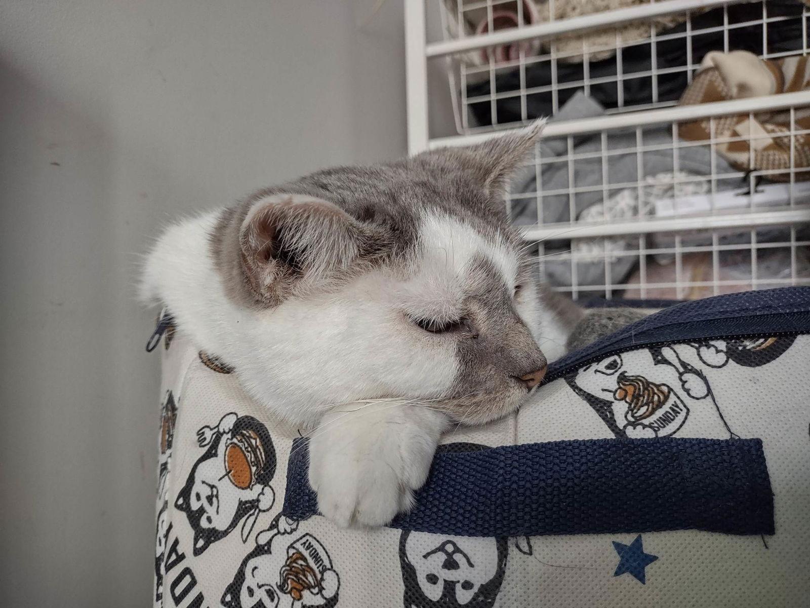 Jack - Sponsored by Stephan S., Adoptable, Adult Male Domestic Short Hair.